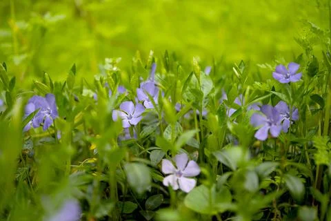 Periwinkle growing in the forest Stock Photos