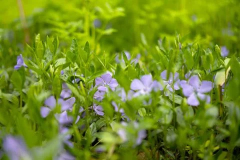 Periwinkle growing in the forest Stock Photos