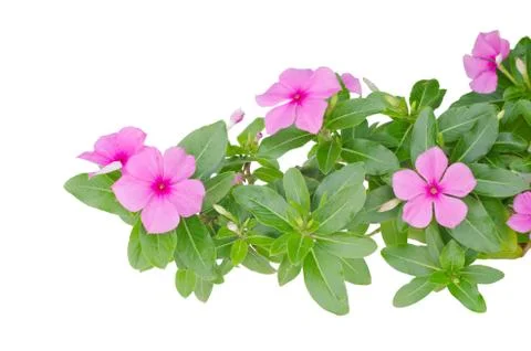 Periwinkle isolated on white background Stock Photos