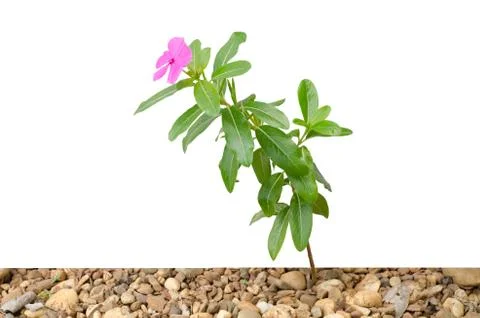 Periwinkle isolated on white background Stock Photos