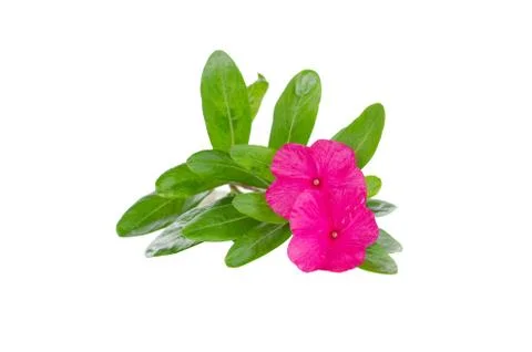 Periwinkle isolated on white background Stock Photos