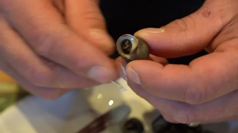 Periwinkle Perfection - Delicate Snail Extravaganza Unveiled Stock Footage 264908802