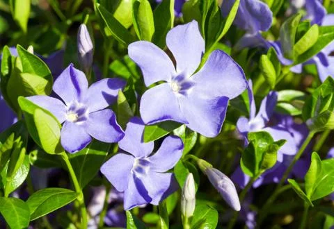Periwinkle Stock Photos