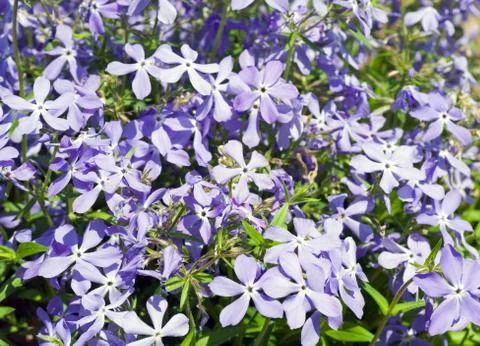 Periwinkle Stock Photos