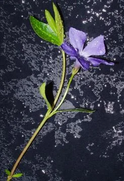 Periwinkle Stock Photos