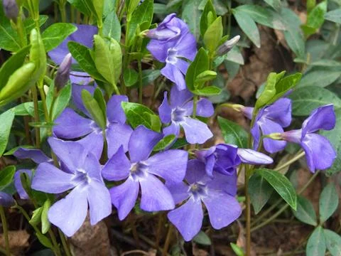 Periwinkle Stock Photos