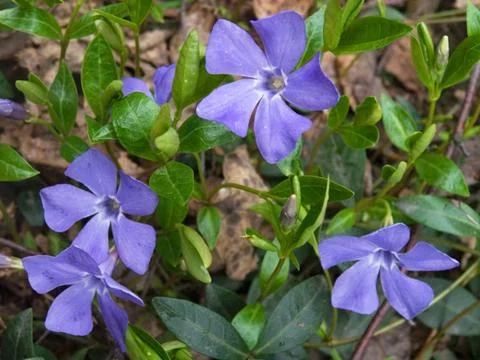 Periwinkle Stock Photos