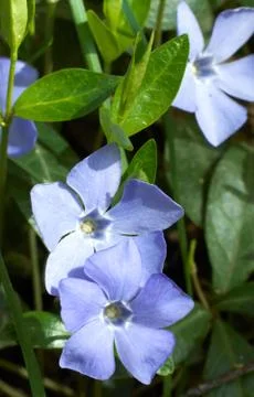 Periwinkle Stock Photos