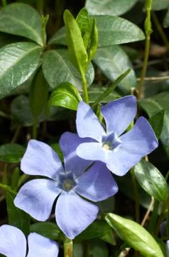Periwinkle Stock Photos