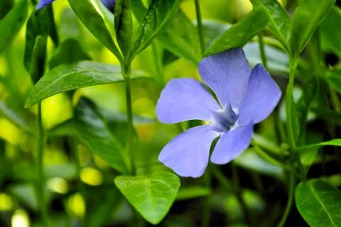 Periwinkle Фото