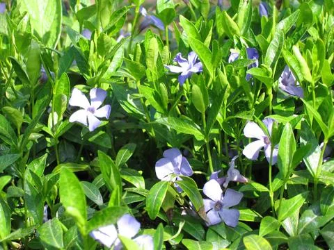 Periwinkle Stock Photos