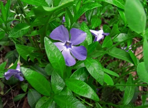 Periwinkle Stock Photos