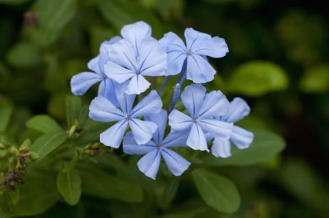 Periwinkle Stock Photos