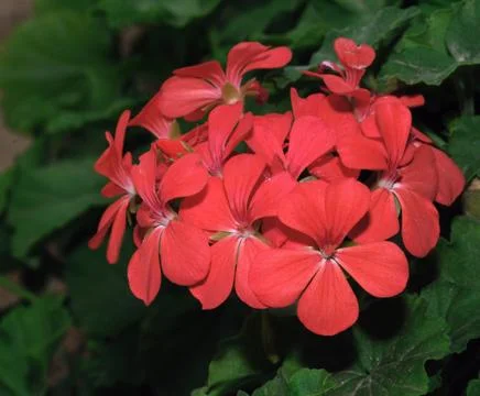 Periwinkle Stock Photos