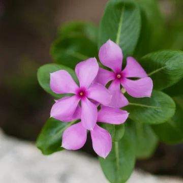 PERIWINKLE Foto stock