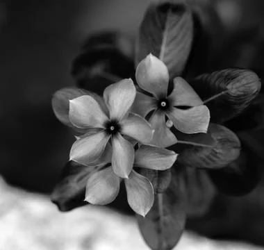 PERIWINKLE Stock Photos