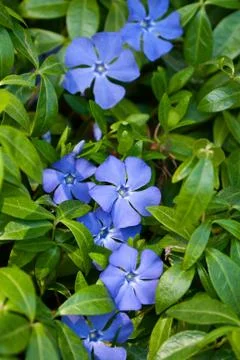 Periwinkle Stock Photos