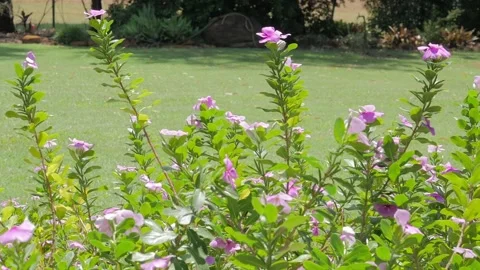 Periwinkle in rural garden Stockbeeldmateriaal 168388583