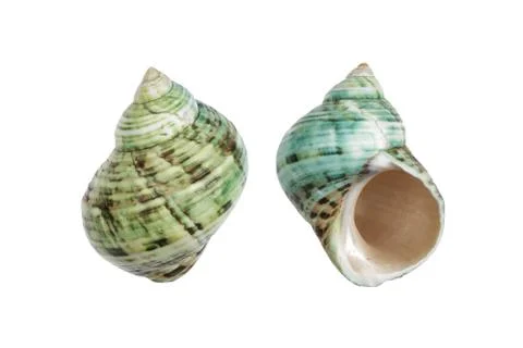Periwinkle shells blue green on white with clipping path 写真素材