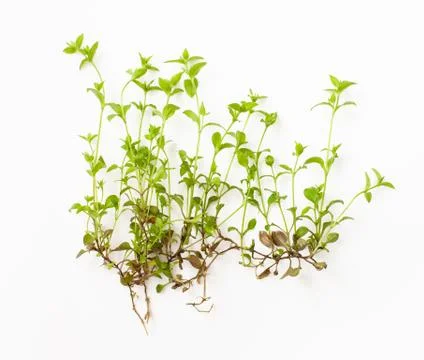 Periwinkle small forest on a white background. Foto stock