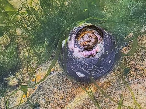 Periwinkle Snail Close-Up in Tidal Pool Stock Photos