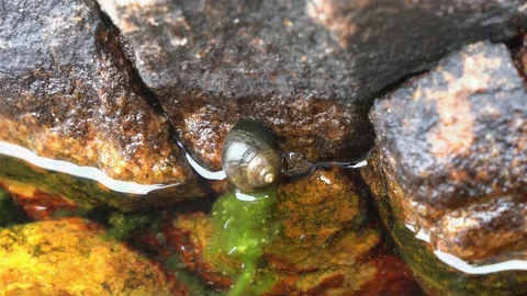 Periwinkle Snail in a Maine Tidal Pool Stock Footage 157216212