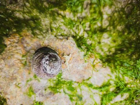 Periwinkle Snail on Rock with Algae Foto stock
