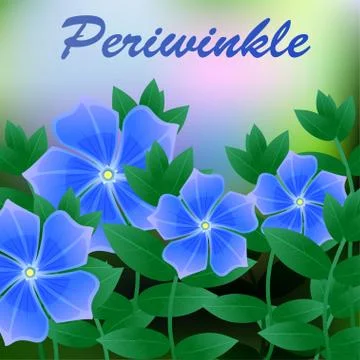 Periwinkle spring flower on blue background with place for text. Vector Stock Illustration
