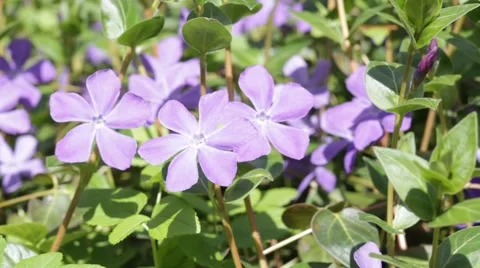 Periwinkle Vinca minor Stock Footage 62481010