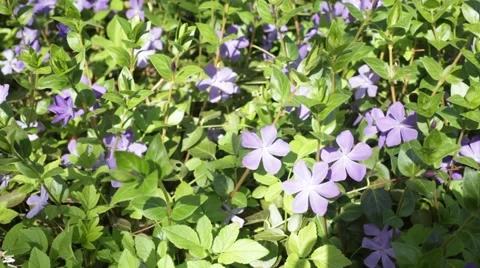 Periwinkle Vinca minor Stock Footage 62483376