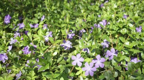 Periwinkle Vinca minor Stock Footage 62487801