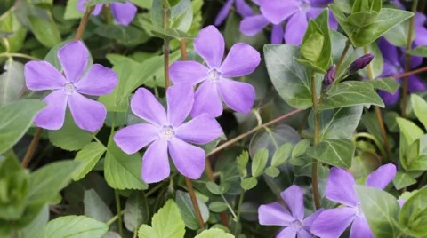Periwinkle Vinca minor Stock Footage 62488081