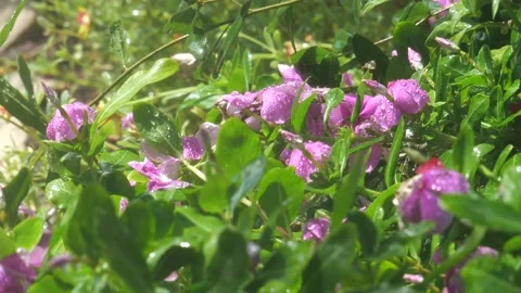 Periwinkles Being Watered Stock Footage 205510823