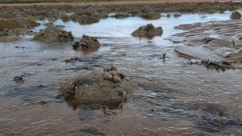 Periwinkles on a rock at low tide Stock-Footage 202068319