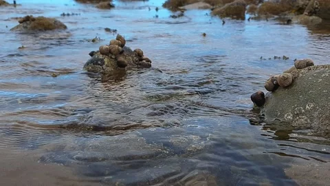 Periwinkles on a rock at low tide Stock-Footage 202068321