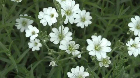 Periwinkle,white flower in spring garden. Stock Footage 5504354