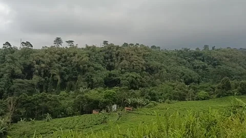 Perkebunan Teh Stock Footage 213246739