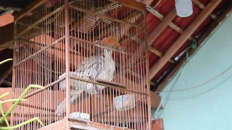 The perkutut bird is imprisoned in a cage Video stock 280631698