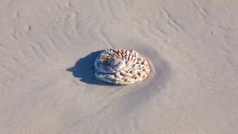 Perlemoen or abalone shell laying on wet beach sand Stock Footage 333765137