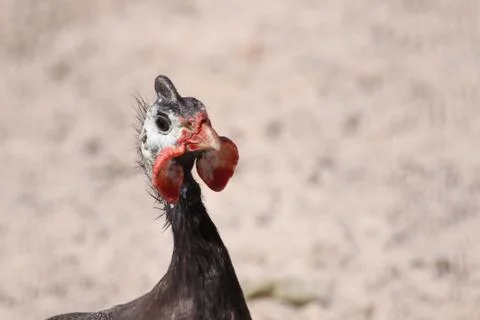 Perlhuhn Foto stock