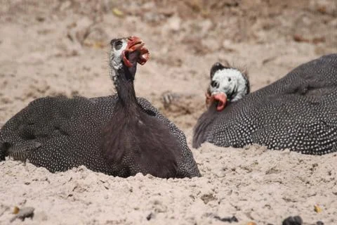 Perlhühner Stock Photos