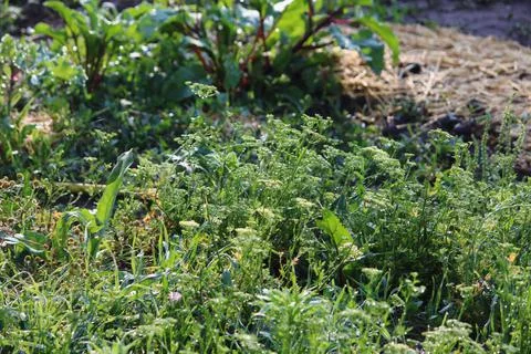 Permacultural bed Stock Photos