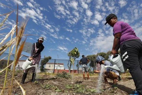 Permaculture learning program, Cape Town, South Africa - 18 Oct 2017 스톡 사진