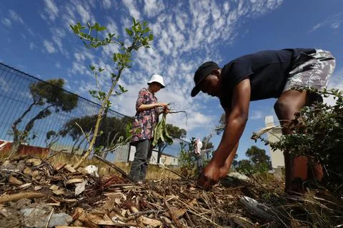 Permaculture learning program, Cape Town, South Africa - 18 Oct 2017 Foto stock
