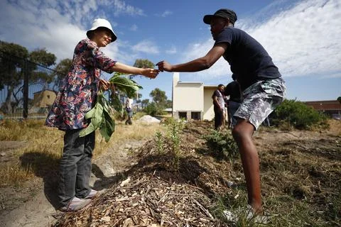 Permaculture learning program, Cape Town, South Africa - 18 Oct 2017 Stock Photos