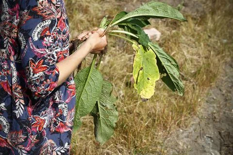 Permaculture learning program, Cape Town, South Africa - 18 Oct 2017 Foto stock
