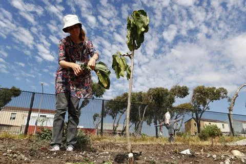 Permaculture learning program, Cape Town, South Africa - 18 Oct 2017 Foto stock