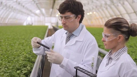 Permanent complex diagnostics of lettuce condition, monitoring Stock Footage 78567719