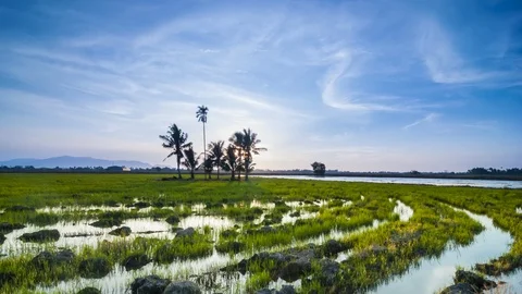 Permatang Bogak Scene 1 Stock Footage 101689828