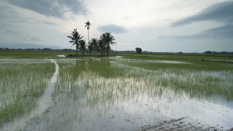 Permatang Bogak Scene 2 Stock Footage 101689679